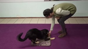 329. Дворняги хорошо поддаются дрессировке.