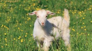 ИНТЕРЕСНЫЕ ФАКТЫ О КОЗАХ.