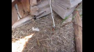 ИНДЮШАТА-ГУСЯТА/САМОДЕЛЬНЫЕ ИЗОЛЯТОРЫ ДЛЯ ЭЛЕКТРОИЗГОРОДИ/ЭЛЕКТРОПАСТУХ