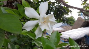 Gardenia Jasminoides Flowers || No Copyright 4K Video || Gardenia Jasminoides ||