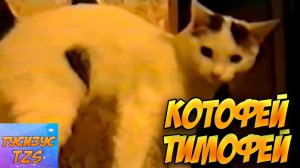 Ретро влог: Котофей Тимофей \\ VHS воспоминания от Зусиса