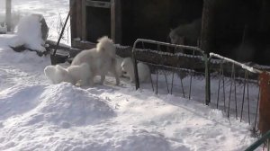 Самоедики. Мама и детки. из питомника Белый Волк