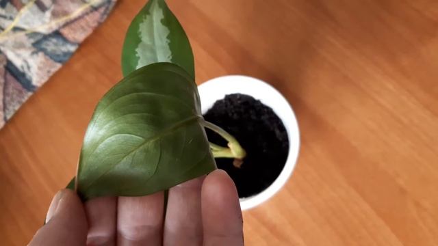 Аглаонема Паттая Бьюти (Код 23-22) смотреть онлайн