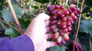 Маникюр фингер 2 недели спустя