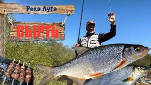 Сырть, Вимба, Рыбец и отличная рыбалка на реке Луга, Кингисеппский район