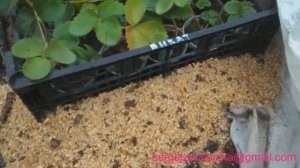 Укрываем рассаду земляники на зиму .