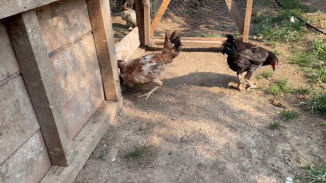 Gurk Tavuğu Bahçeye Çıkardım Civcivlerini Gezdirdi смотреть онлайн