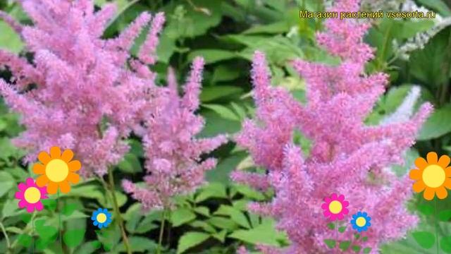 Астильба арендса Федерси. Краткий обзор, описание характеристик astilbe arendsii Federsee смотреть онлайн
