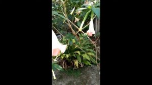 Angel’s trumpet flowering plant |Ornamental plants