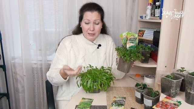 ТОП-3 овощей для выращивания на подоконнике: томаты, перец и зелень (кориандр, горчица и салат) смотреть онлайн