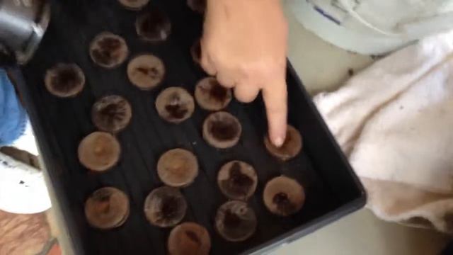 Germination