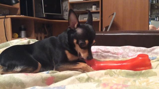 Злобный той терьер смотреть онлайн