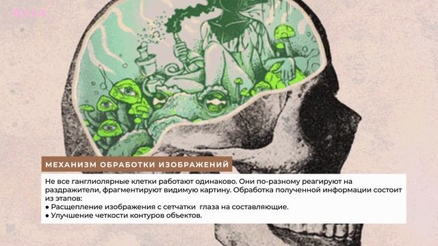 «Как мы видим?», Ричард Маслэнд - Книга очень кратко за 3 минуты - Быстрый обзор ⏰