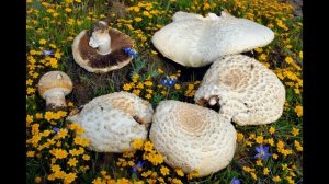 Agaricus crocodilinus