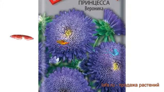 Астра обыкновенный Вероника (veronika) ? астра Вероника обзор: как сажать семена астры Вероника смотреть онлайн