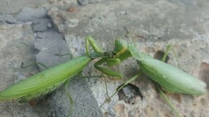 Самка богомола поедает самца 1