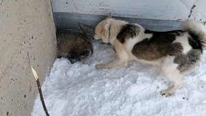 ?Притравка по Барсуку?