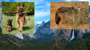 ПРОТИВОСТОЯНИЕ ШАКАЛА ПРОТИВ НЕМЕЦКОЙ ОВЧАРКИ!!! versus show