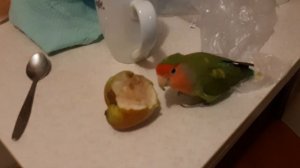 Лютый Попугай ест грушу