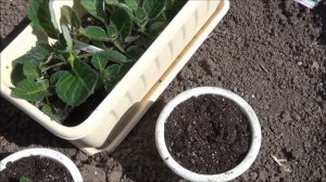 Пересадка ГЛОКСИНИИ в горшочки.Теперь ждем цветения!