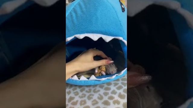 Крыса спит с любимой игрушкой.