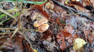 ЭТОТ ГРИБ НАЗЫВАЮТ РОГ ИЗОБИЛИЯ / Лисичка Серая Гриб