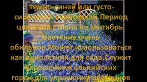 Многолетние цветы для сада- Лобелия многолетняя