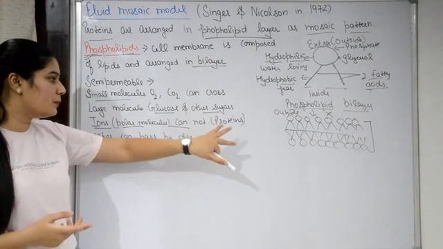 Cell Membrane Anatomy & Physiology in Hindi | Fluid Mosaic Model | Components | Plasma Membrane смотреть онлайн