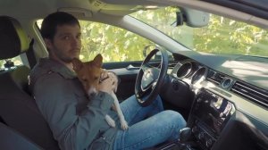 Как приучить щенка к авто или перевозка собак в машине | How to teach puppy to car?