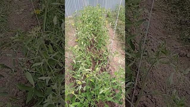 помидоры и медный купорос,подкормка смотреть онлайн