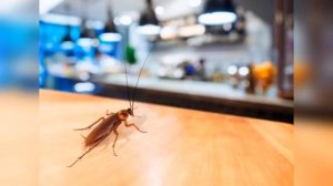 Таракан Сергей - это иллюминат