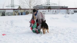 Дрессировка собак в Омске - ОЦССС