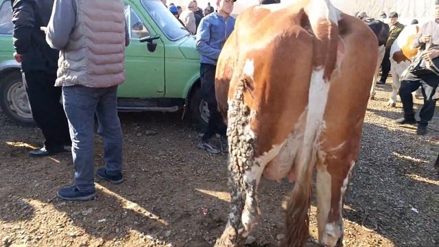 Andijon shaxrixon xoldivonbek chorva mol bozori narxlari  марта 2024 г.