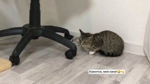 Встреча большого кота и котенка | Первое знакомство | Как подружить кота и котенка