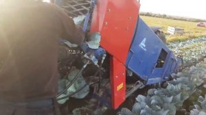 Збирання капусти комбайном ASA-LIFT MK-1000C. Буковина 2019 рік