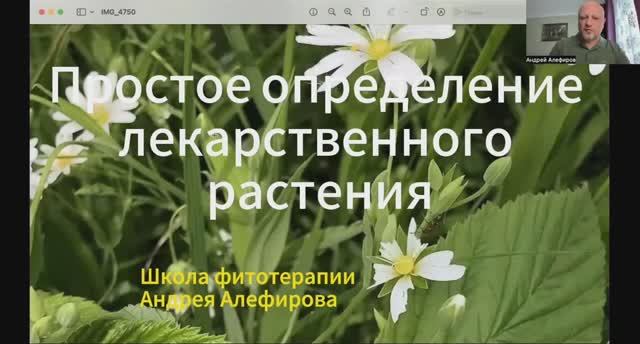 Простое определение лекарственного растения