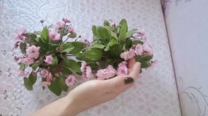 #фиалкатрейлер Lituanika!#Ампельный сорт фиалки