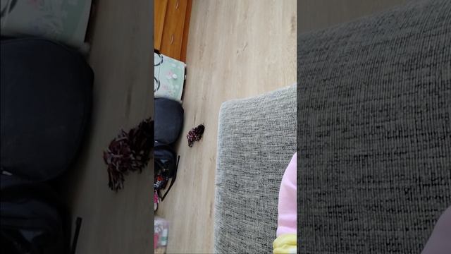 влог утренний