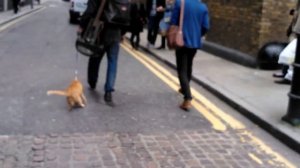 Delphiris observation: Bob the big Issue Cat ---Dog?