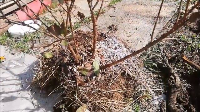 Пересадка жимолости в начале октября смотреть онлайн