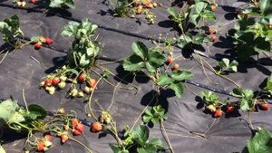 Мурано- ремонтантный сорт клубники