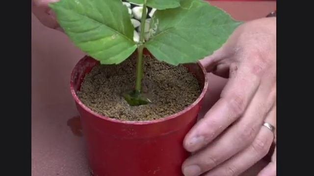 Георгина как укоренить и размножить