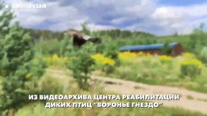 День рождения центра реабилитации "Воронье гнездо" (@corvidsnest). Поздравления от "Логова еврофана