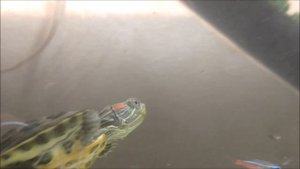 Красноухая черепаха охотится на неона