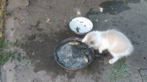 КОШКА УЧИТ КОТЯТ ЛОВИТЬ КРЫС И МЫШЕЙ. PIED PIPER CATS teach kittens.