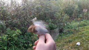 Ловля птиц (овсянки - ремез/крошка)