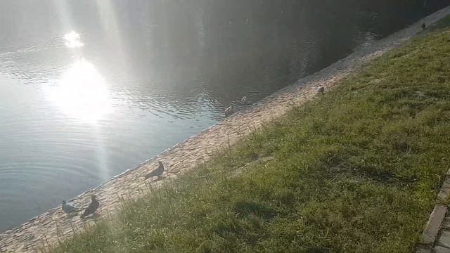 Огари на Мазиловском пруду 14.06.23, видео 2 смотреть онлайн