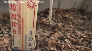 Дела огородные  Как перезимовали растения