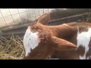 Обезроживание телят пастой