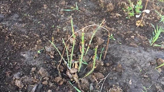 Подвязка роз и ежевики, и как высаживать голубику. смотреть онлайн